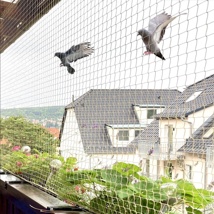 Pigeon safety nets